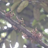Cullenia rosayroana Kosterm.